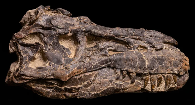 Royal Tyrrell Museum